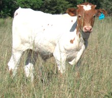 Johnny - Steer
